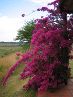 /album/primavera/santarrita6-jpg/