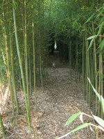 /album/primavera/img-0293-jpg/