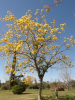 /album/primavera/p9131336-jpg/